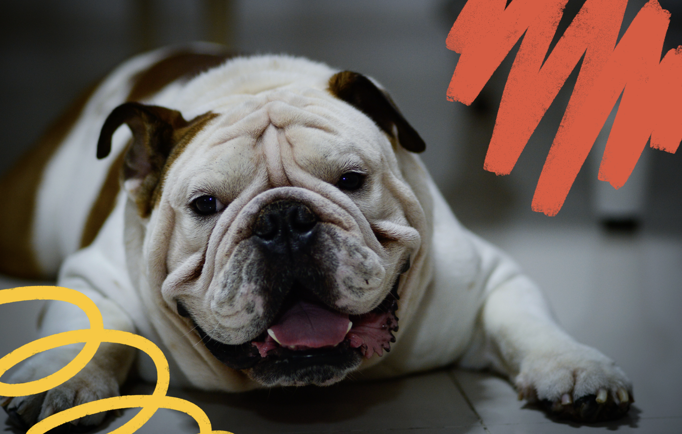 Best training treats clearance for english bulldog puppies